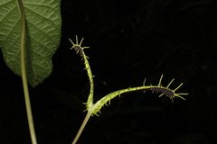 Dorstenia ramosa