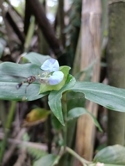 Commelina benghalensis