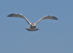 Larus argentatus