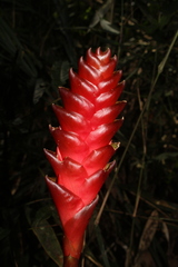 Vriesea gradata