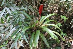 Vriesea gradata