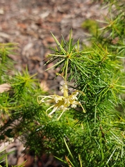 Grevillea juniperina