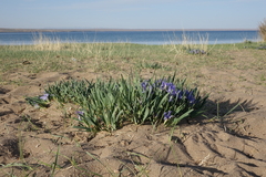 Iris lactea biglumis