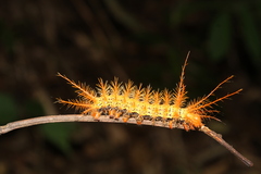 Hemileucinae