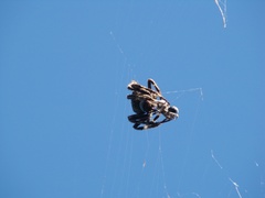 Araneus angulatus