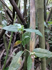 Commelina benghalensis