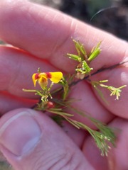 Dillwynia tenuifolia