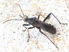 Alydus conspersus