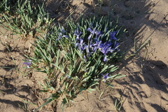 Iris lactea biglumis