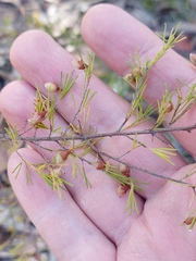 Dillwynia tenuifolia