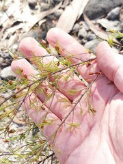 Dillwynia tenuifolia