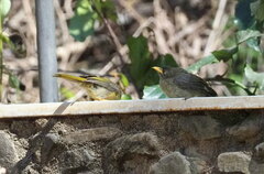 Manorina melanophrys