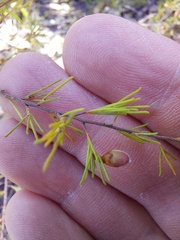 Dillwynia tenuifolia