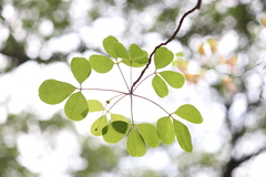 Crateva adansonii trifoliata