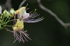 Crateva adansonii trifoliata