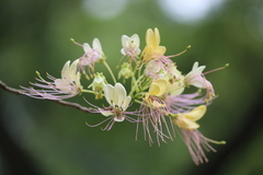 Crateva adansonii trifoliata