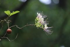 Crateva adansonii trifoliata