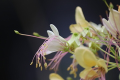 Crateva adansonii trifoliata