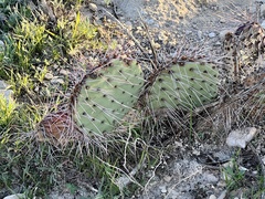 Opuntia macrocentra
