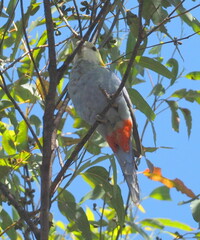 Platycercus adscitus