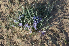 Iris lactea biglumis