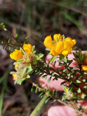 Pultenaea tuberculata