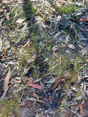 Dillwynia tenuifolia