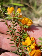 Pultenaea tuberculata