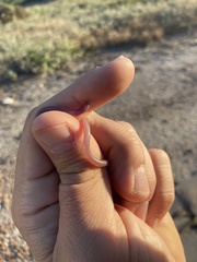 Rhinotyphlops lalandei