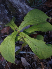 Triosteum aurantiacum