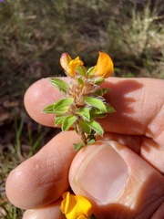 Pultenaea tuberculata