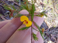 Dillwynia tenuifolia