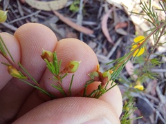 Dillwynia tenuifolia