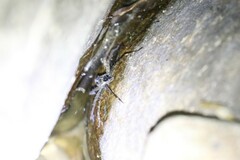 Dolomedes mizhoanus