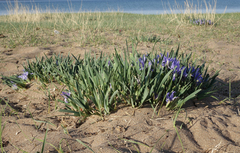 Iris lactea biglumis