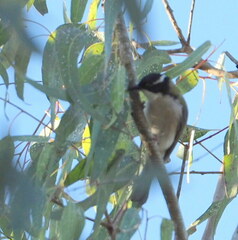 Melithreptus albogularis