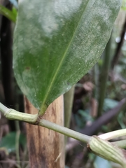 Commelina benghalensis