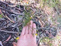 Dillwynia tenuifolia