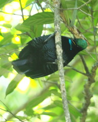 Ptiloris paradiseus