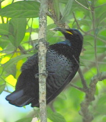 Ptiloris paradiseus