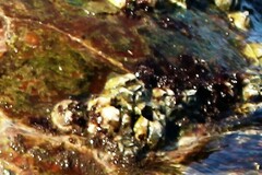 Amphibalanus amphitrite