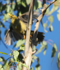 Manorina melanophrys