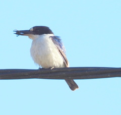 Todiramphus macleayii