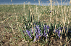 Iris lactea biglumis
