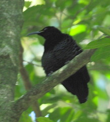 Ptiloris paradiseus