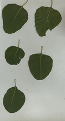 Eucalyptus platyphylla