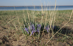 Iris lactea biglumis