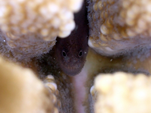 Caracanthus unipinna observed 2022-11-13