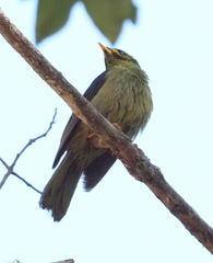 Manorina melanophrys