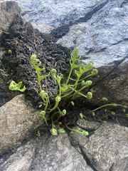 Polypodium californicum